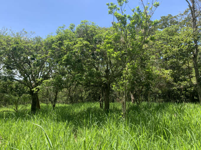 LOTE UBICADO EN ZONA EXCLUSIVA DE BARICHARA 